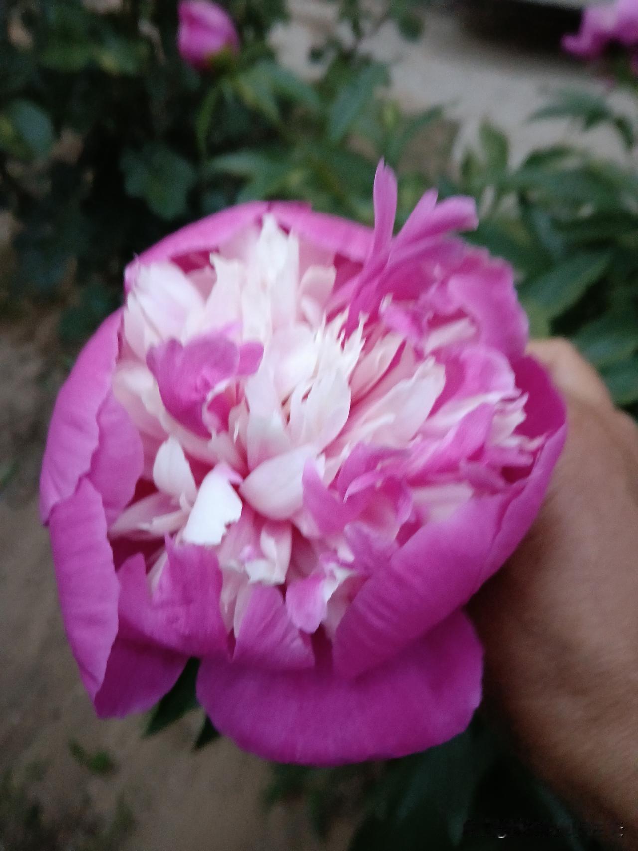 四句话，儿女听完都哭了第一句：丧事从简，别吹吹打打死后别租灵堂，别请和尚念经