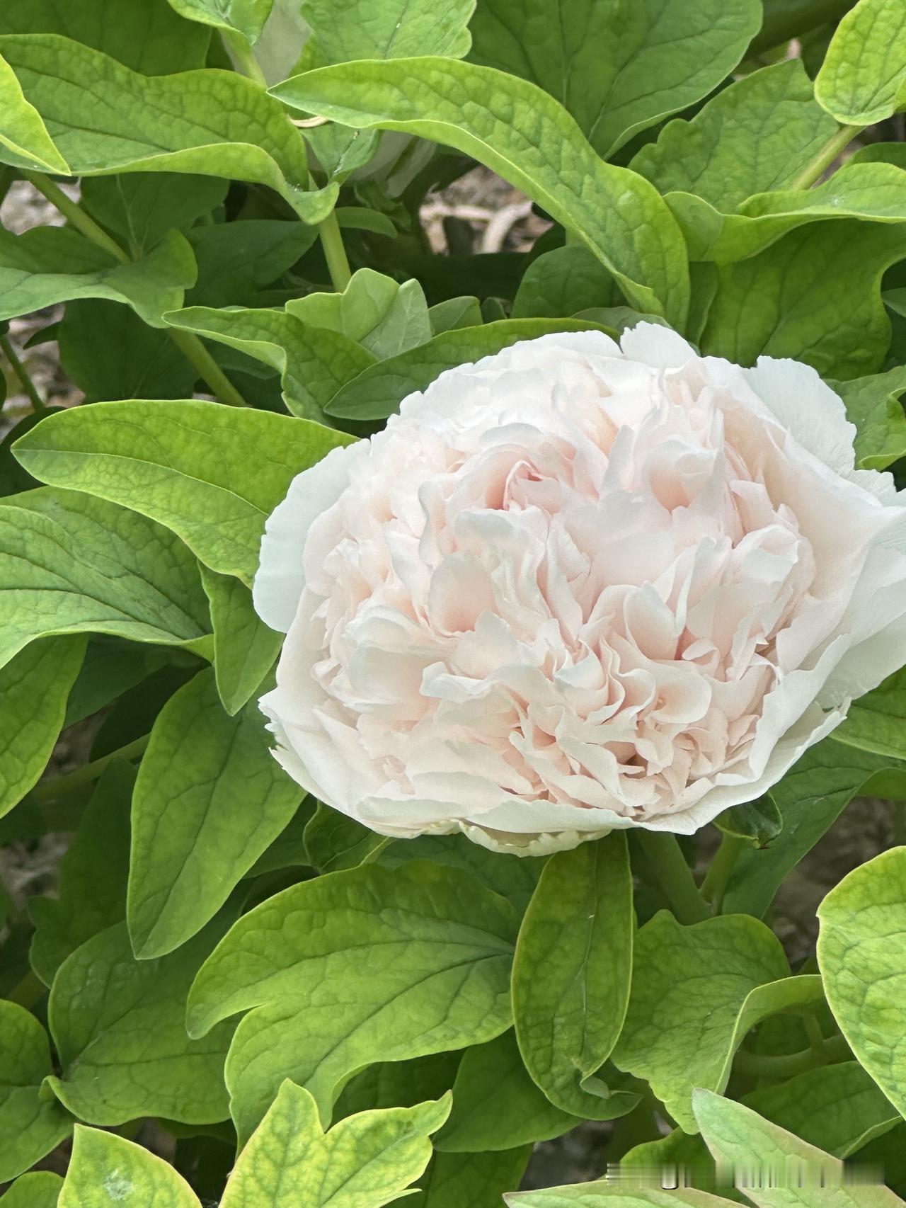 今天合作伙伴和我说房东又问我们的房子租好了吗还有半个月时间虽然说也不急在这