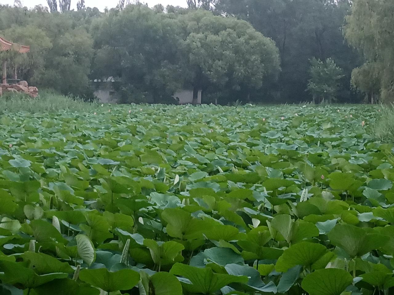 六亲不认，指的是哪六亲？父亲是一亲母亲是三亲兄弟是三亲姐妹是四亲夫