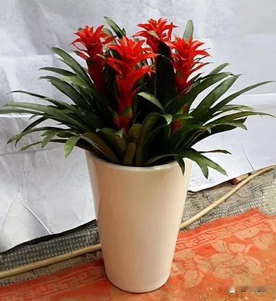 致使哮喘病复发的原因有哪些？哮喘是一种慢性炎症性呼吸道疾病，其特征为气道狭窄