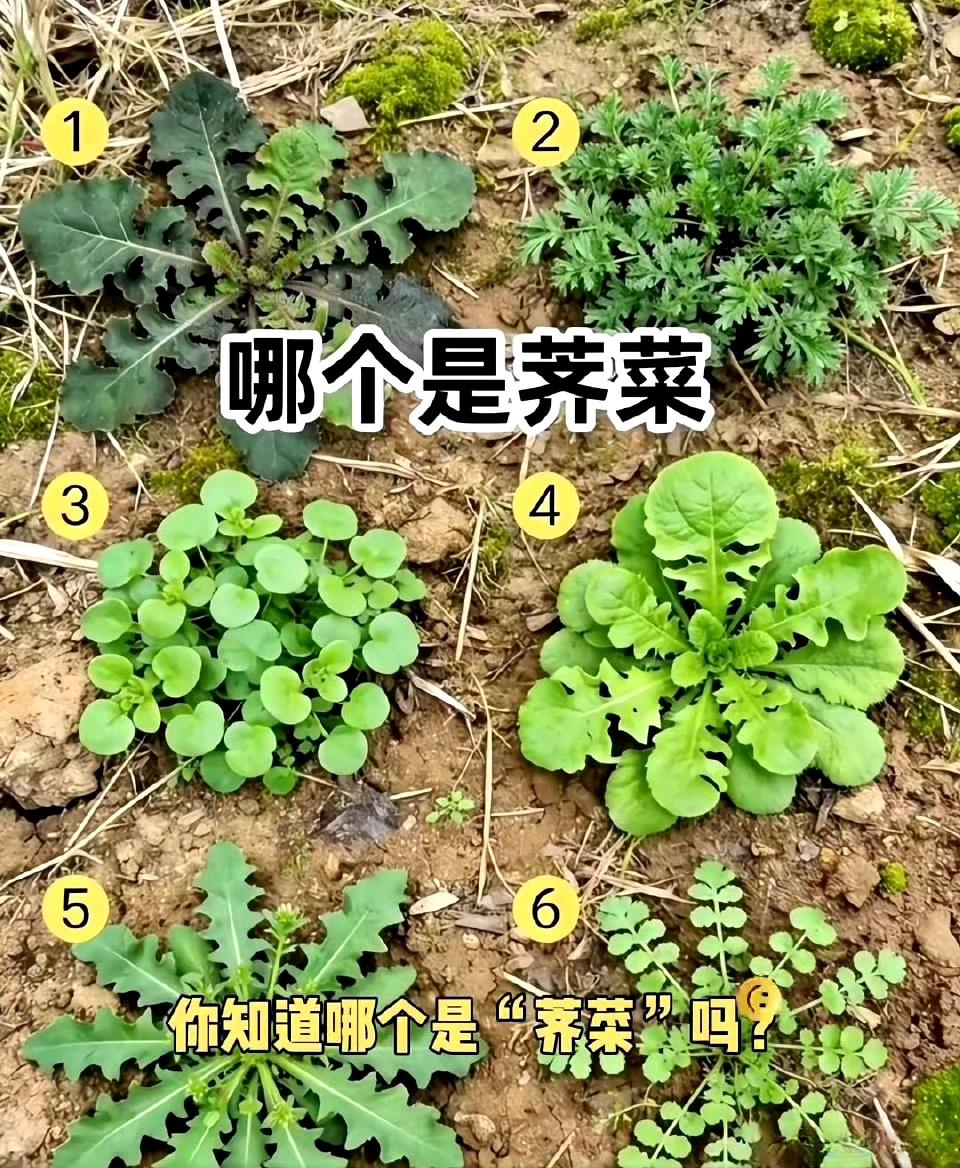 哪个是荠菜？