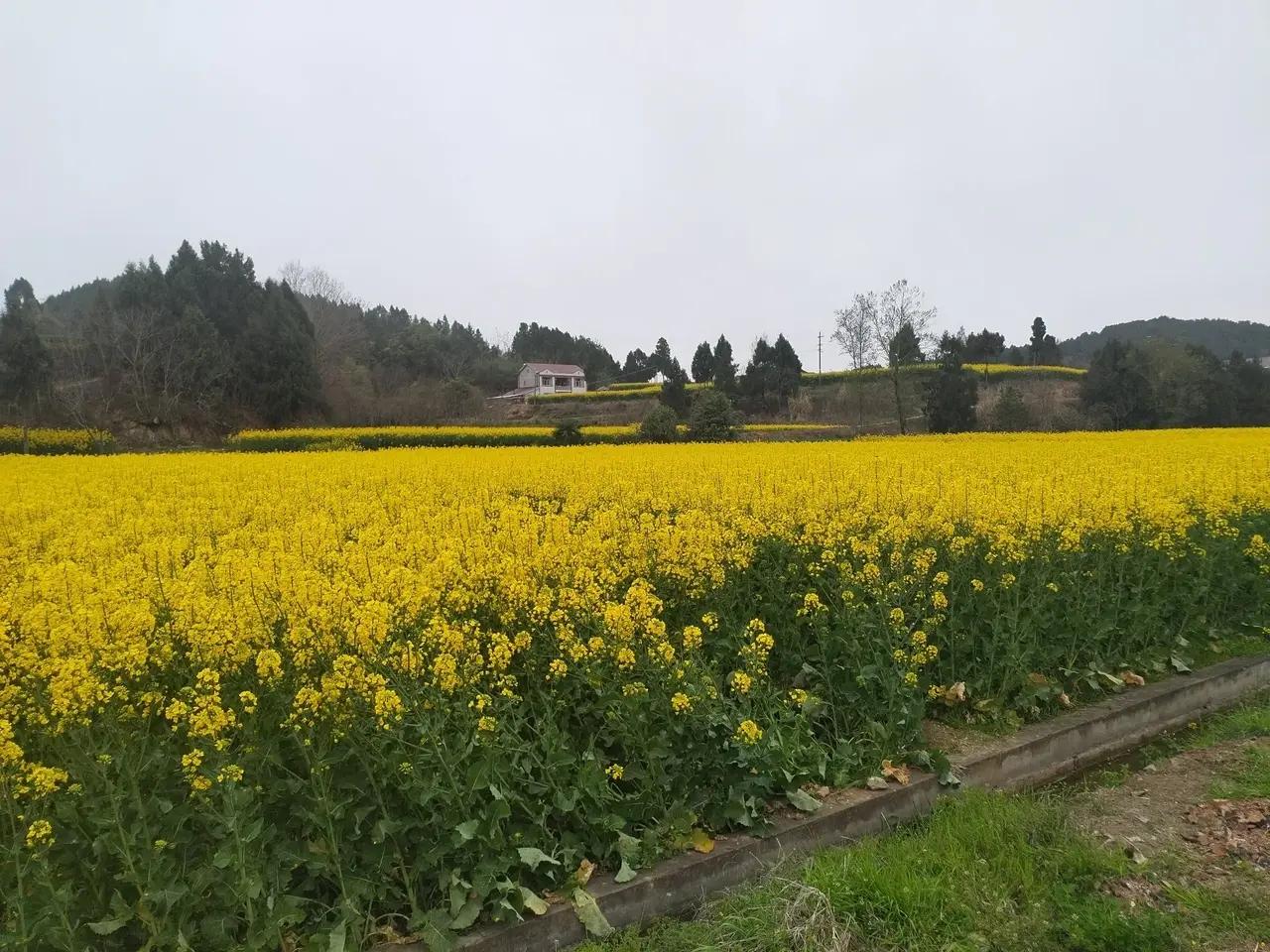 沉浸油菜花海当你来到油菜花田间，放慢了脚步，赏一朵花开，染一身花香，聆听风的