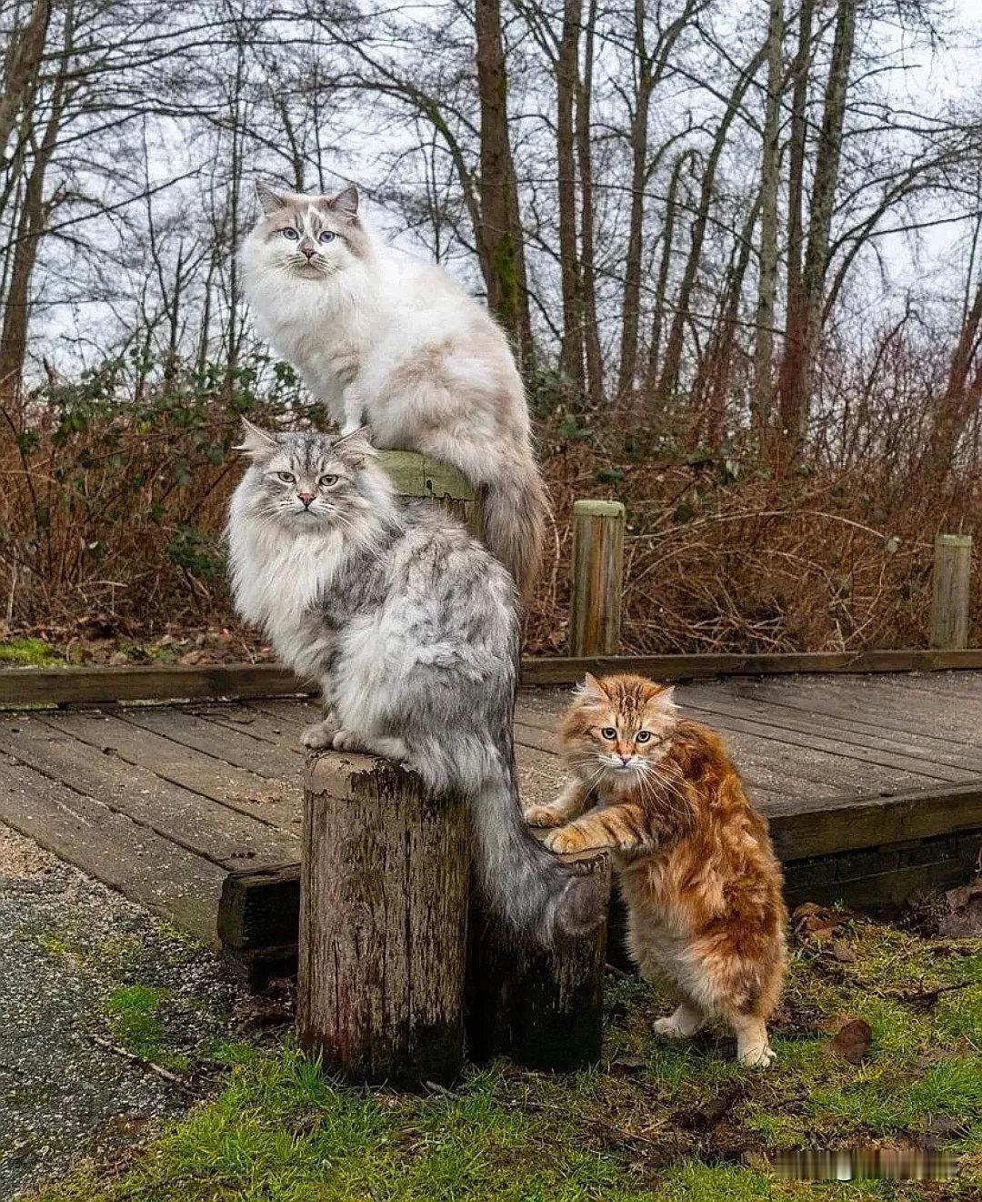 明明是个挺好的合影，小橘你好猥琐～