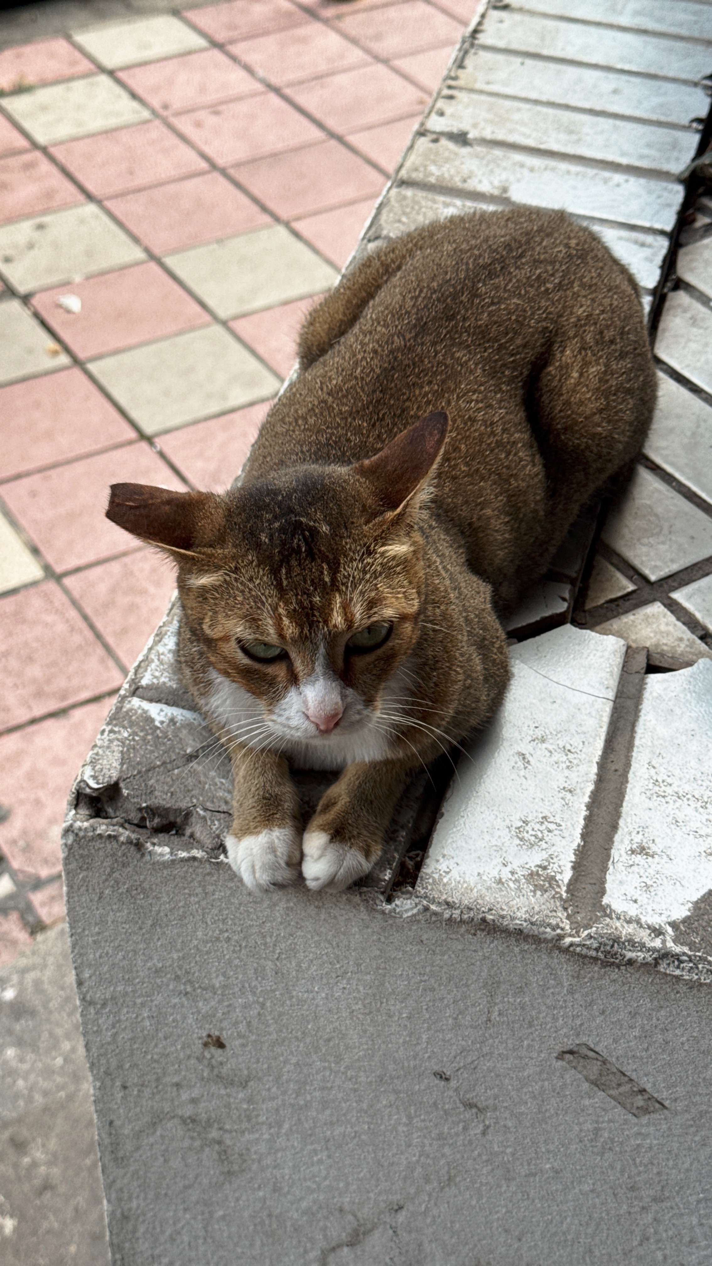 这个小雀猫是快递站旁边一家超市养的，平时就在外头卖卖大米鸡蛋啥的，我每次拿快递都