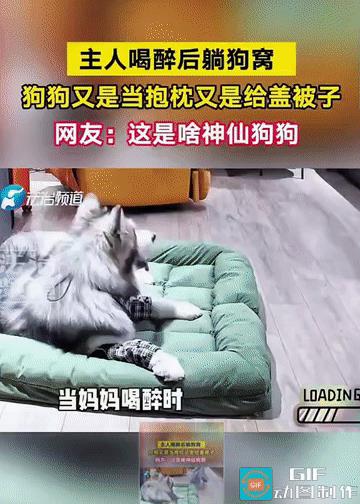 “这狗狗可真没白养!”主人喝醉回家，直接躺到了狗窝上面，原本正在狗窝休息的狗狗看