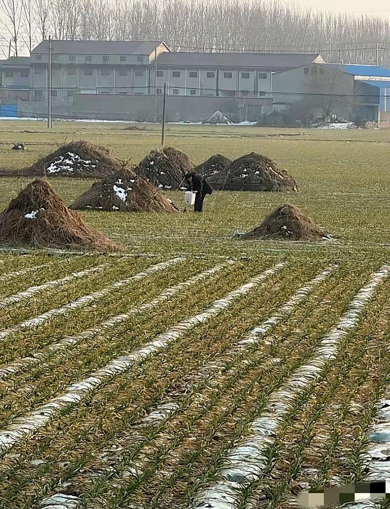 看到消息，说是2026年3月30号要落地个“深埋不留坟”的新规。​啥意思呢？