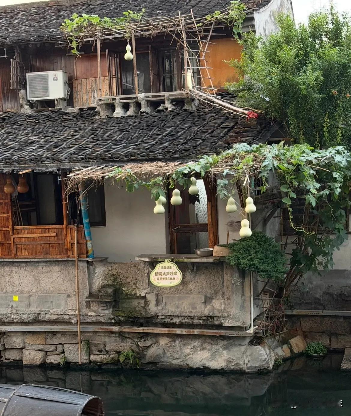 说真的，看到绍兴葫芦爷爷把7个葫芦全剪了，一点都不意外。本来老两口花了大半年种