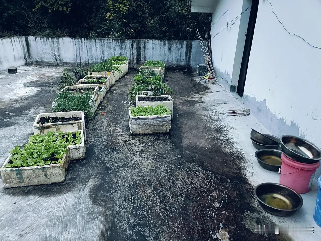 70岁老太太楼顶种菜，天天浇水，把我房间淹成“水帘洞”，我该砸了她的菜园吗？