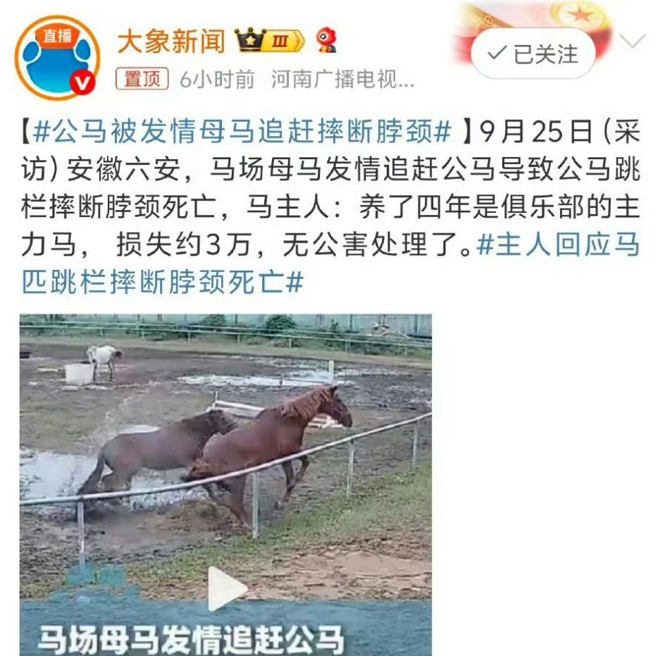 到底是公马还是母马？大象的想象力也太丰富了。
