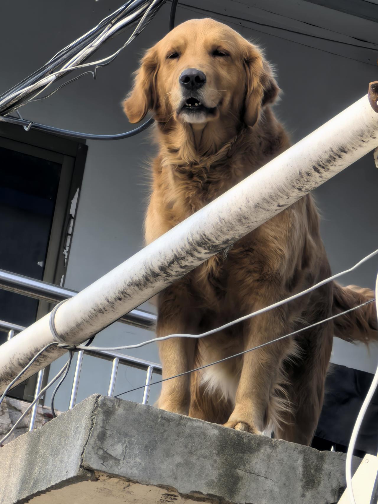 邻居家的阿金很通人性，每天下午4点多都会准时爬上这个水泥台，把前爪搭在边缘，像个