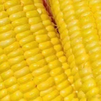 微公益种植庭院党必看！亲手种出奶香白甜糯玉米🌽🌽【品种优势】这款白甜糯玉米简