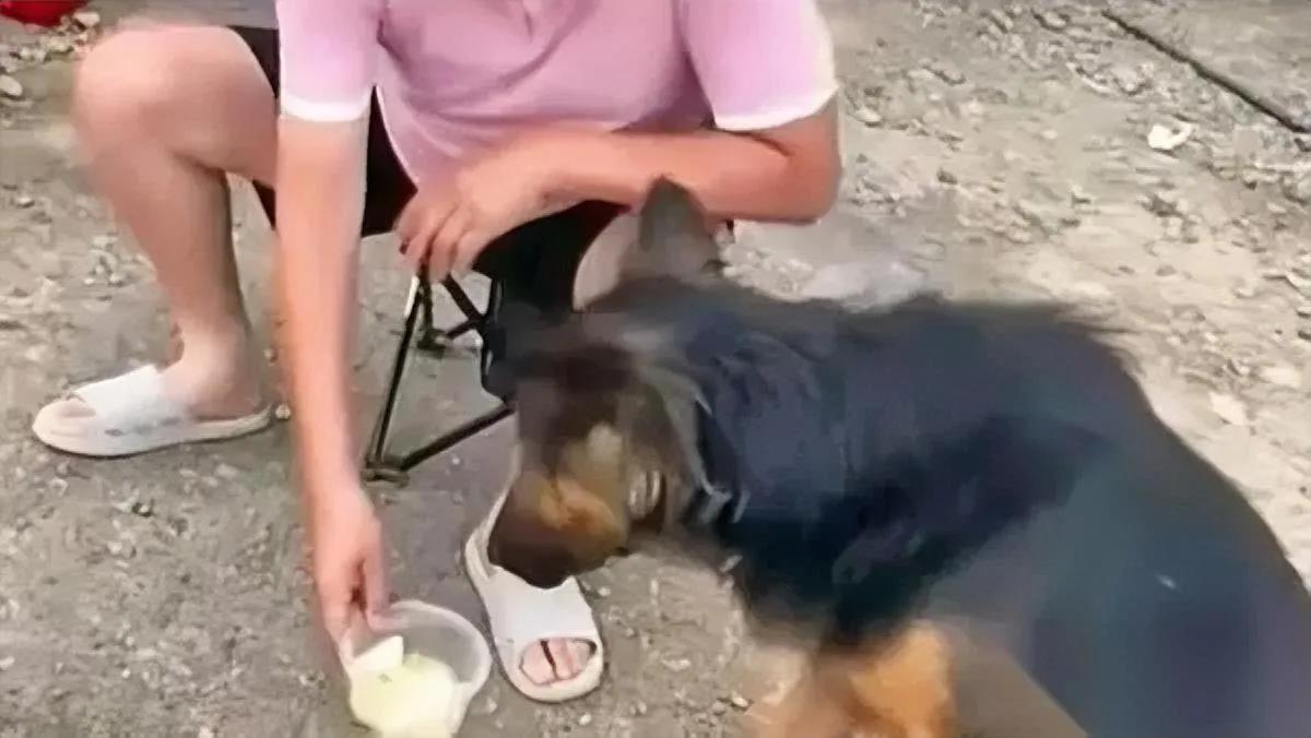 服务区遇到只德牧，盯着我手里的面包不放。我丢了根火腿，它吃完居然赖在我脚边—