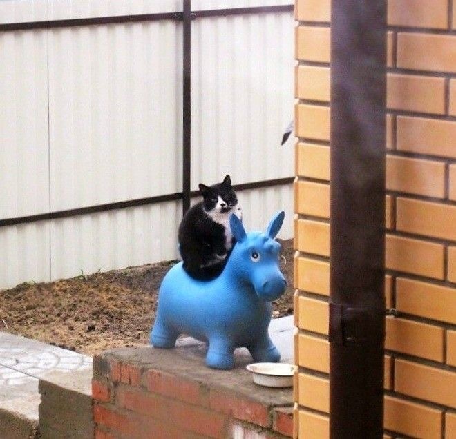 Justsomecats​​​