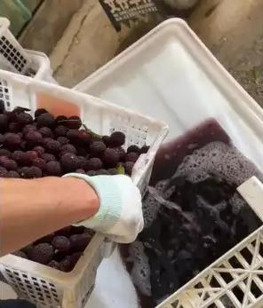 泡药杨梅事件最新消息来了，5人被刑拘，够追究刑事责任吗？5月20日深夜，漳