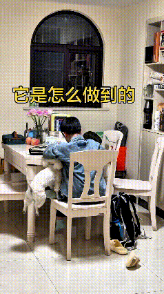 孩子安安静静坐桌边认真写作业，家里小狗却黏人不停，非要凑到怀里撒娇。一次次奋力往