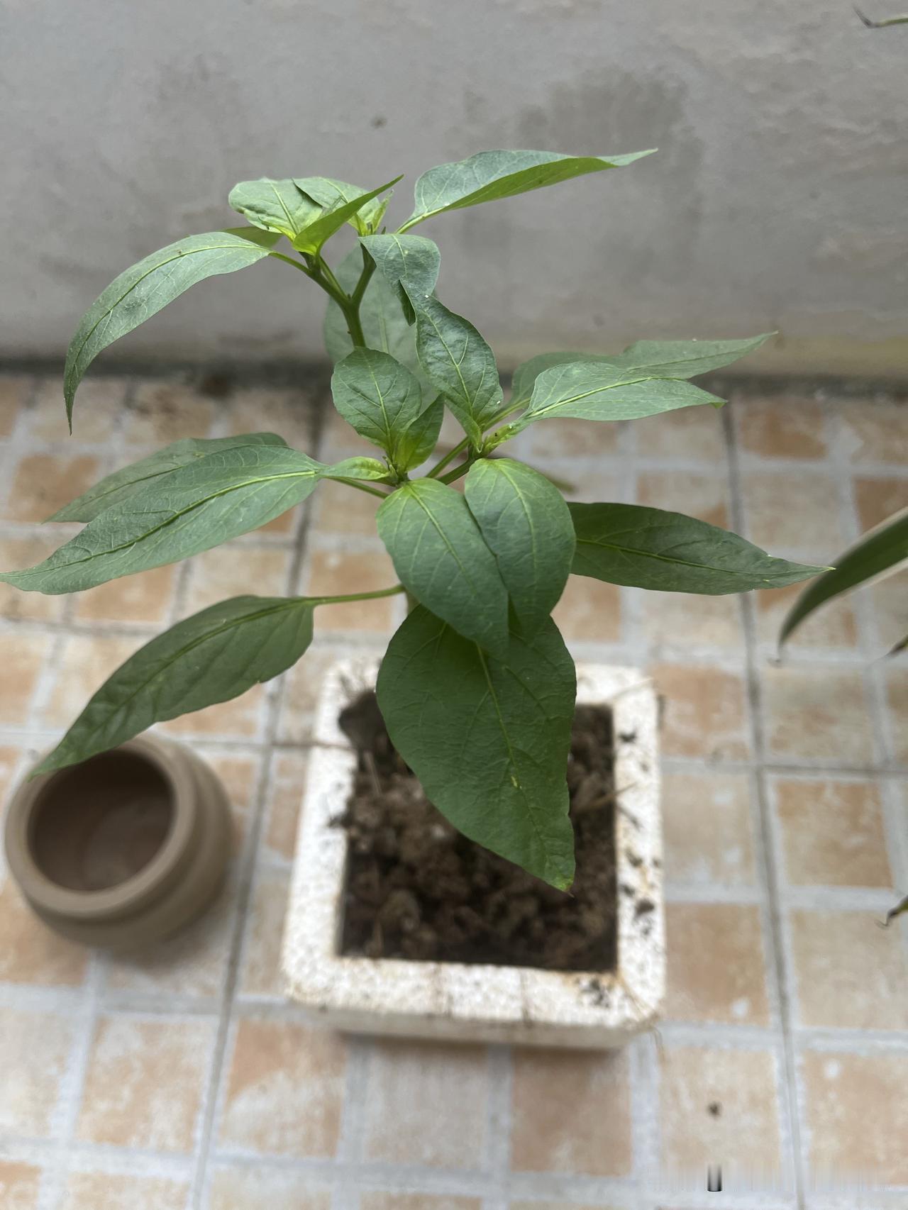 舍不得买菜的人，却花几千买床垫。每天上班乘电梯时，经常会碰到几位退休的大爷大妈