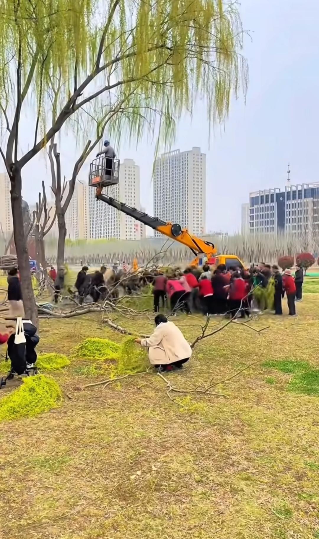 刚修剪下来的柳树枝，那么多老人蜂拥而上，不知道捡了干嘛用，直到一位网友晒出一盘菜