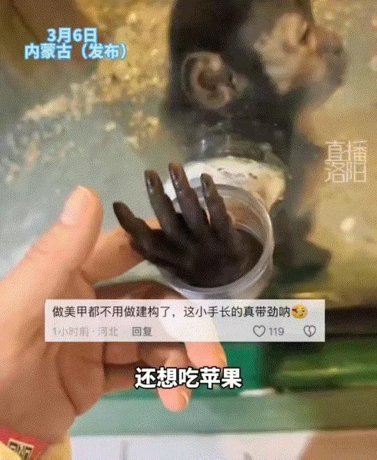 内蒙古动物园惊现“反向投喂”！女子随口一句，小猴竟偷塞两块苹果，网友炸锅：这猴成