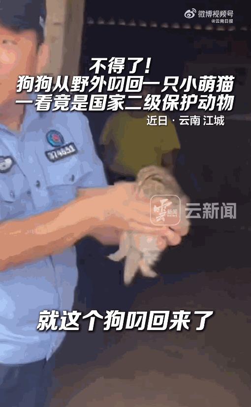 “这下解释不清了！”近日，云南普洱，一村民家中的狗跑到外面溜达，回来时嘴里叼着一