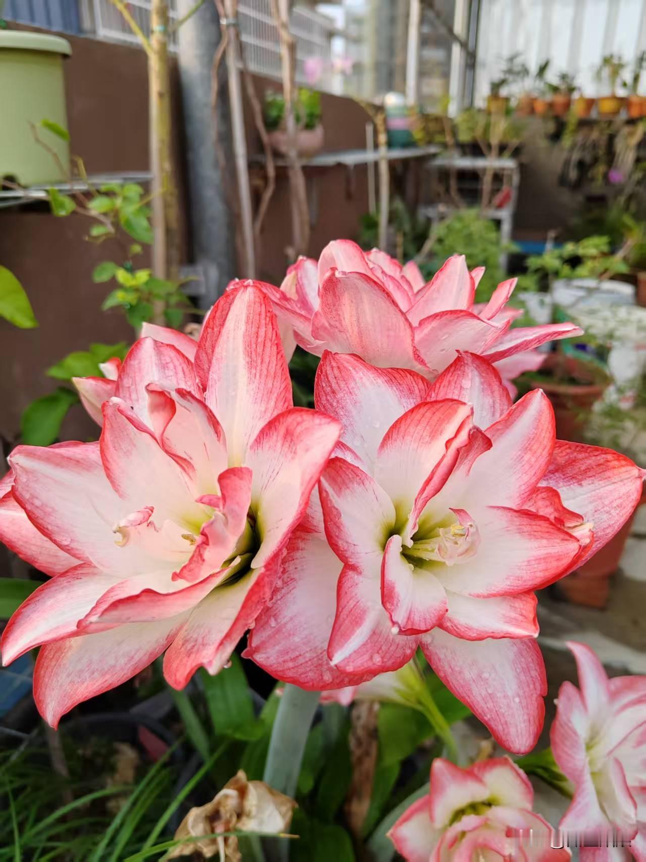 每年春天，它就从干花盆里冒出嫩绿叶和花剑，顶着花苞。以前国内单瓣居多，花色以红、