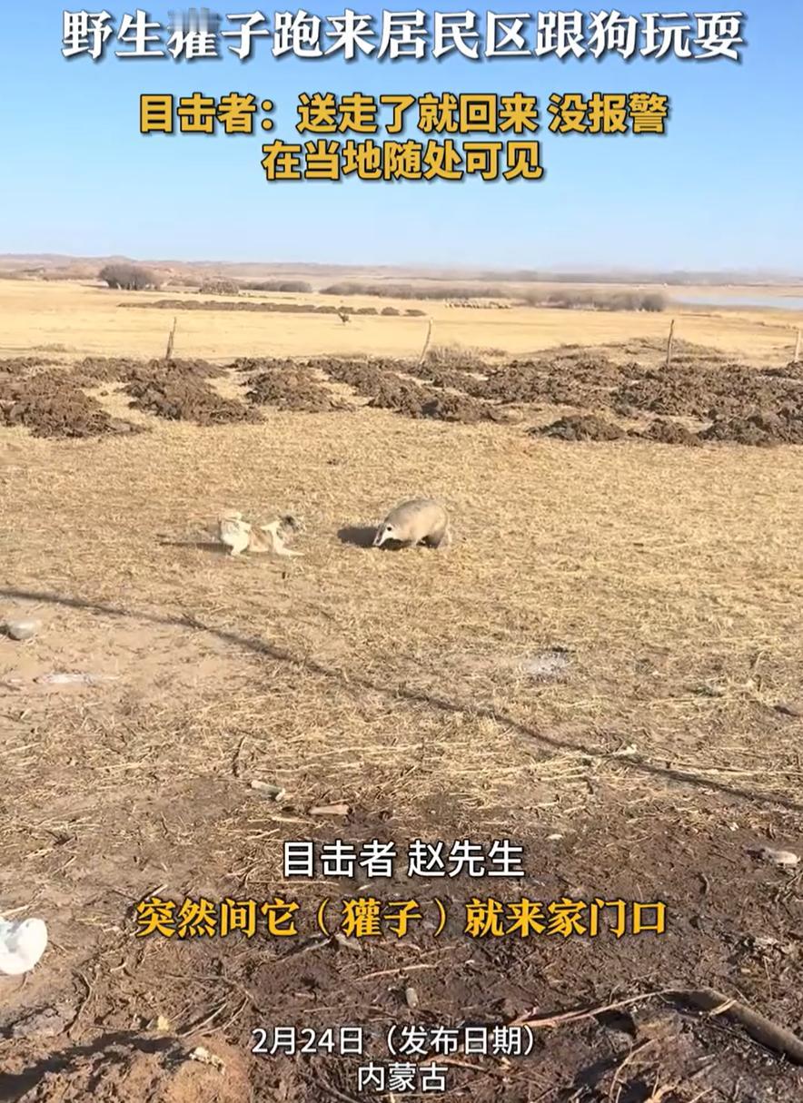 内蒙古锡林郭勒盟，一位牧民在家里休息时听到外面狗狗在叫，当时还在担心是不是来了狼