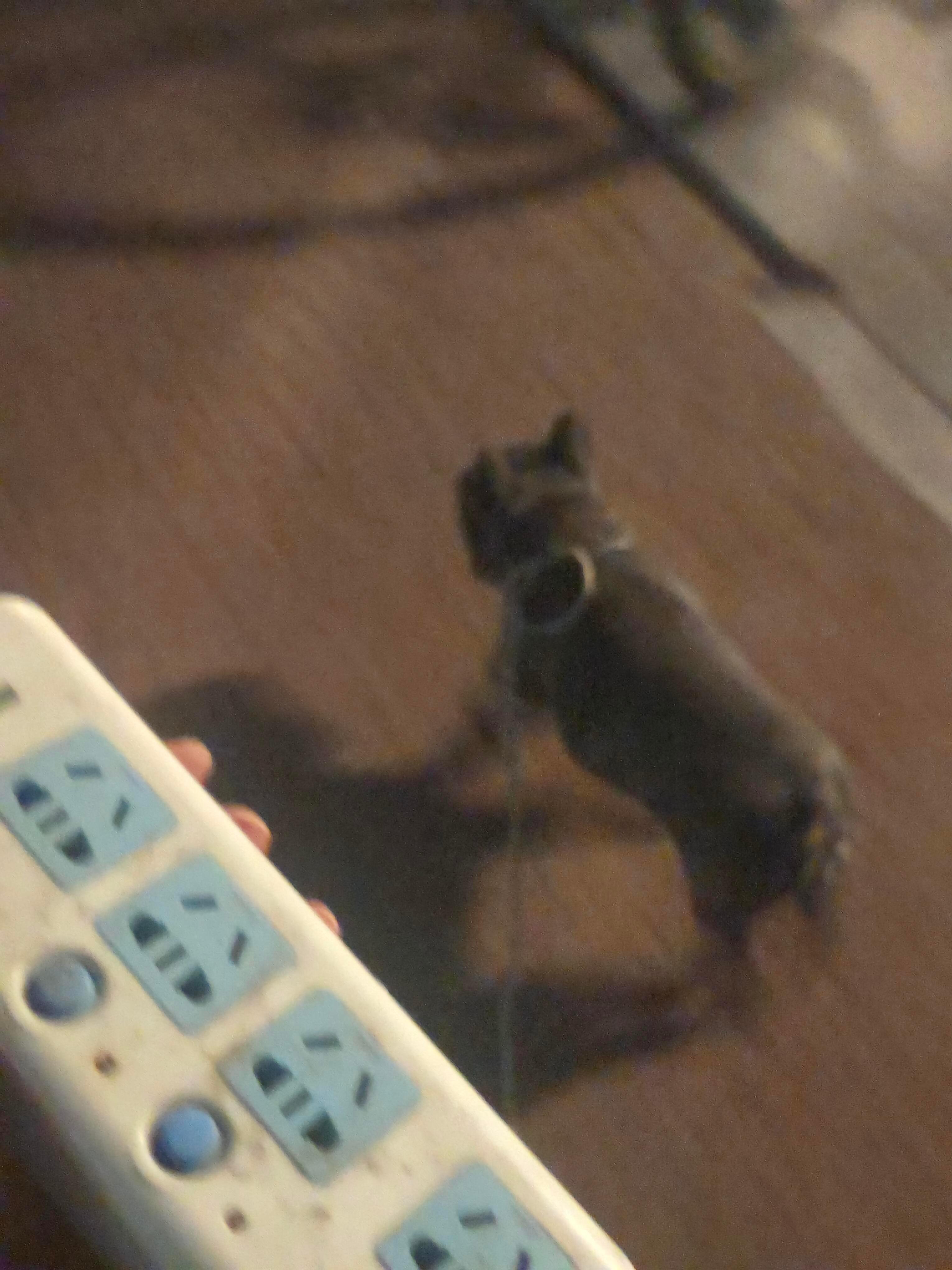 当遛狗绳消失但小狗要出门时