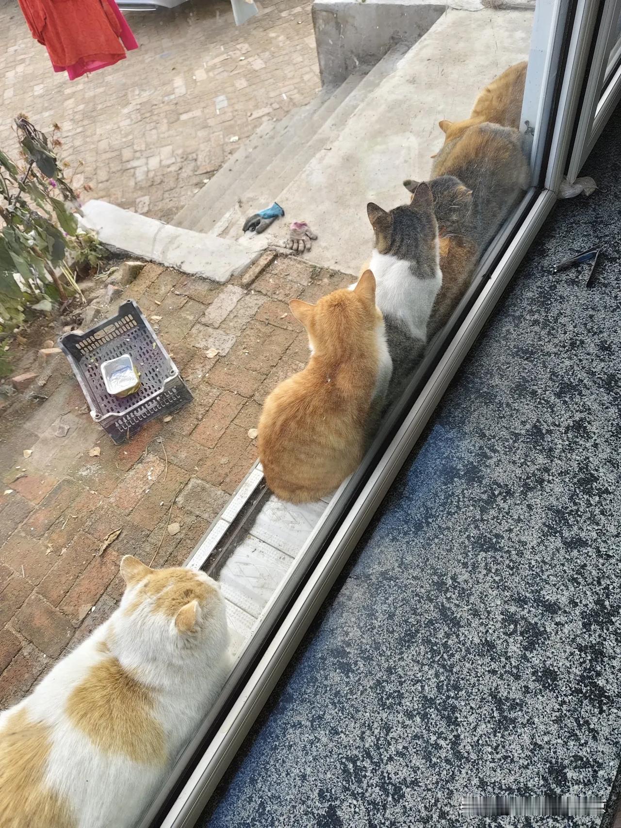 我家的窗台上“长满”了猫🐱只有一只是我家的，猜猜那只是我家的呢？你家的猫最