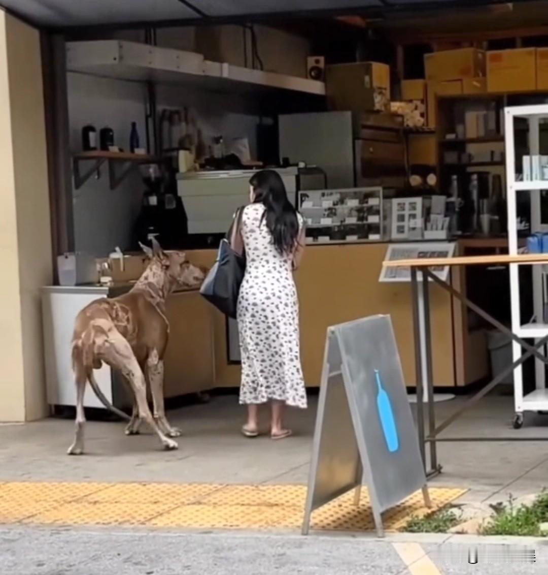 这合规？有人说养这种大型犬类是为了保护自己，保护自己就意味着要给无辜的人增加安