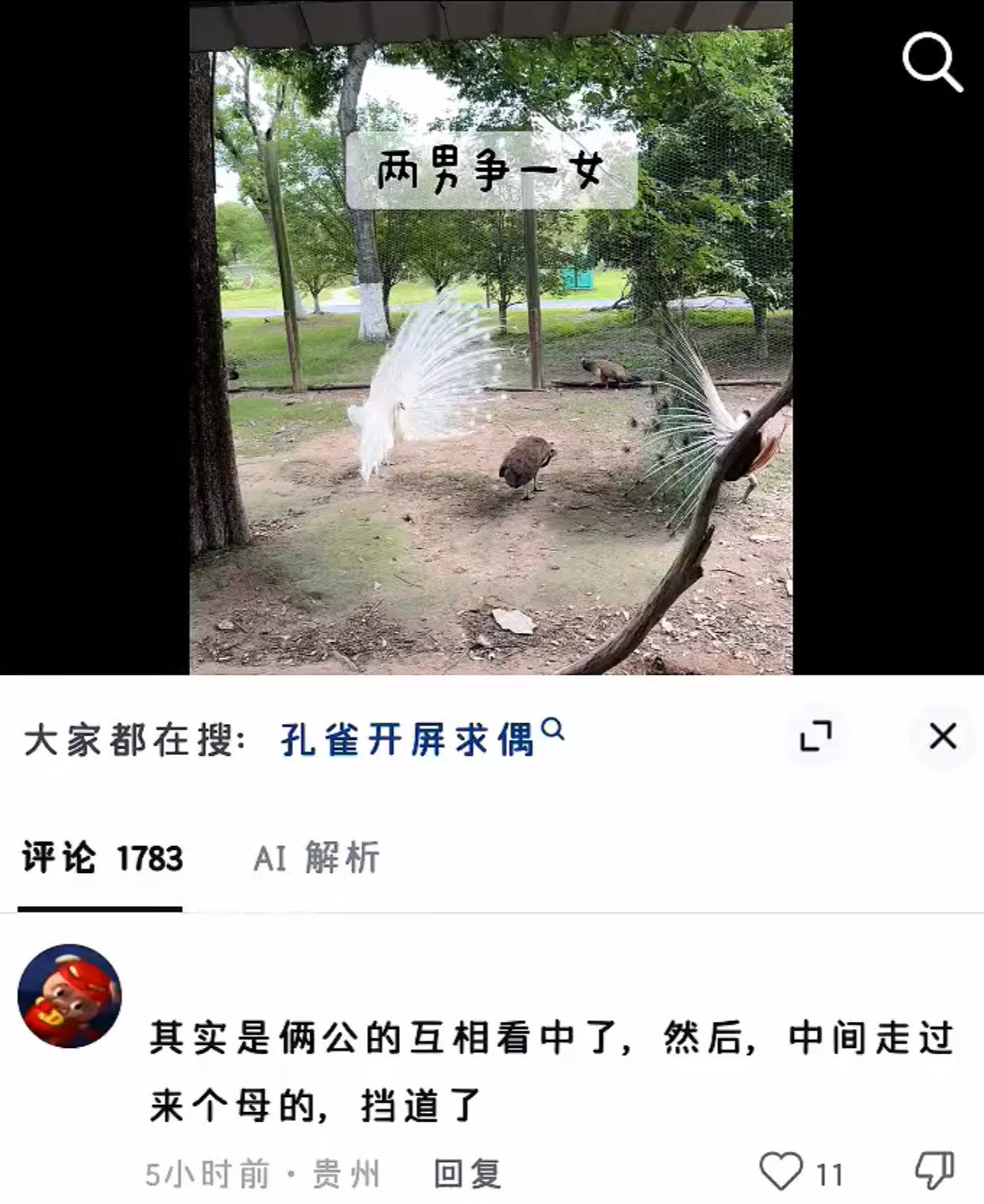 天啊放过孔雀吧