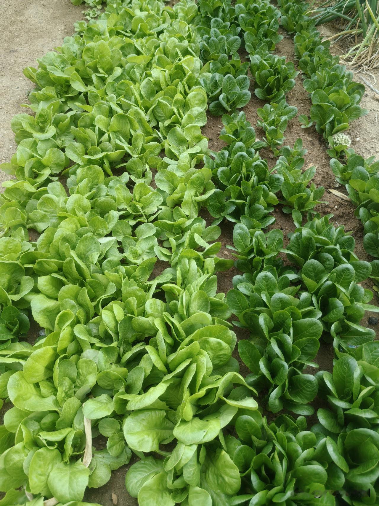 这是个大问题。近日，有权威研究成果说，昆虫面临一轮大灭绝期，近10年，正以年递