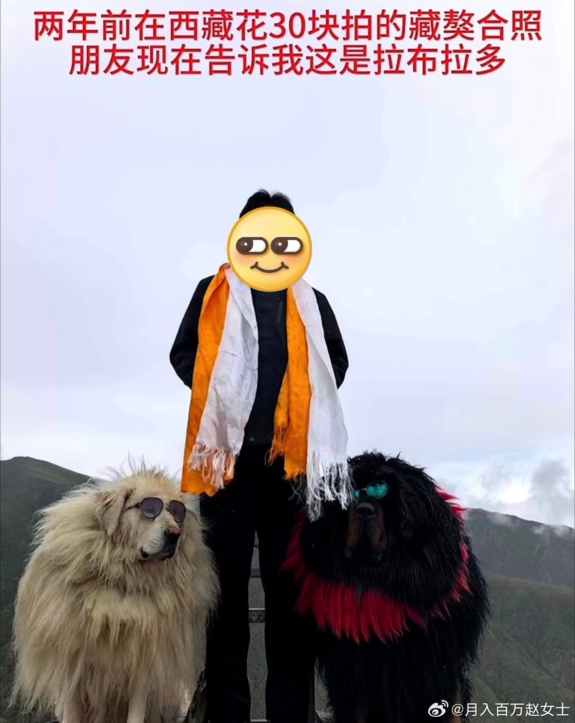 网友花30块拍的藏獒合照，结果是拉布拉多cos的