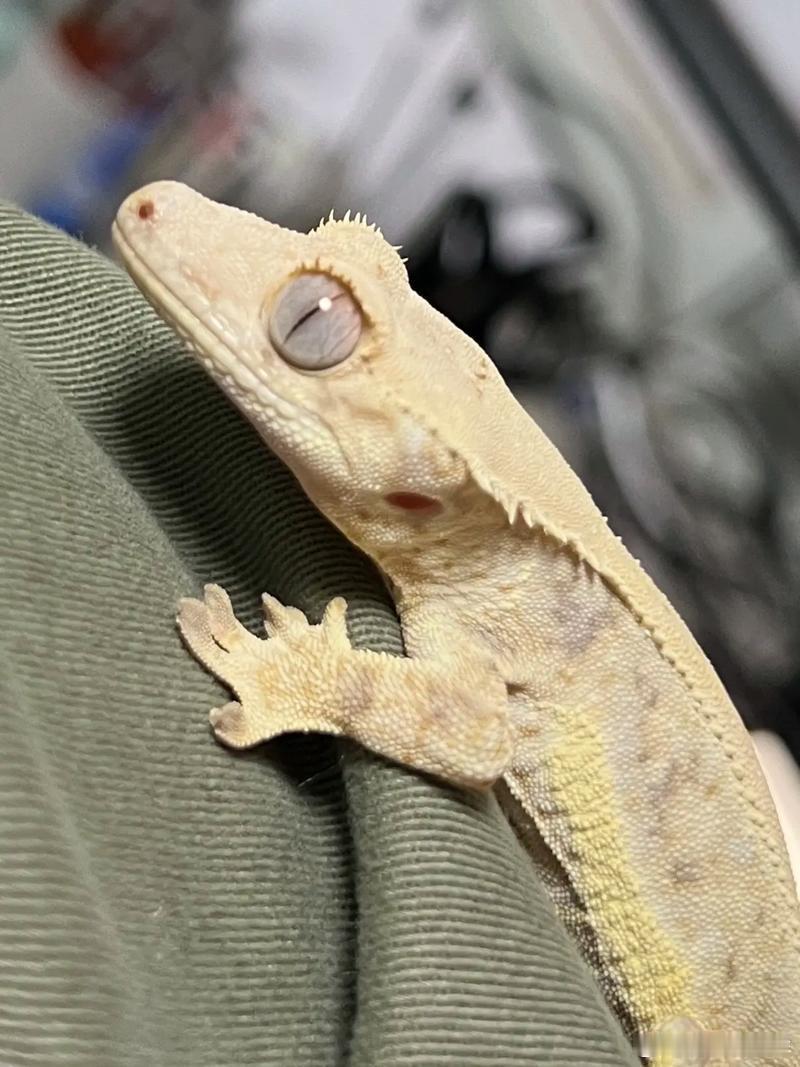 12306回应高铁座椅钻出活蜥蜴不知道朋友们什么感受…这种蜥蜴之类的冷血动物我本