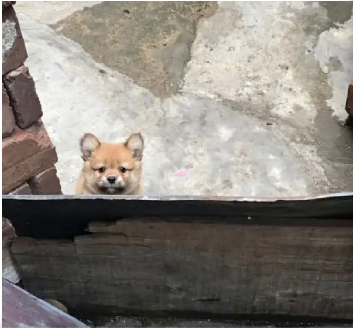 你对有些动物的可爱程度一无所知！