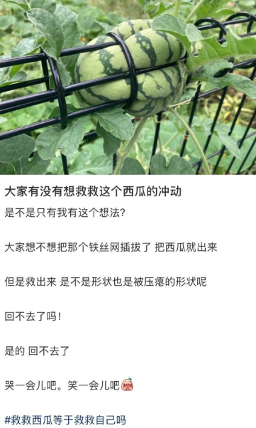 大家有没有想救救这个西瓜的冲动