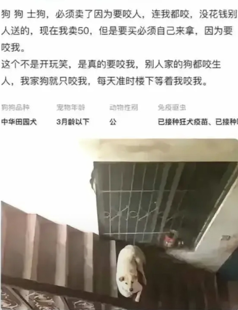 他楼下邻居的狗，养门口了这是[大笑]