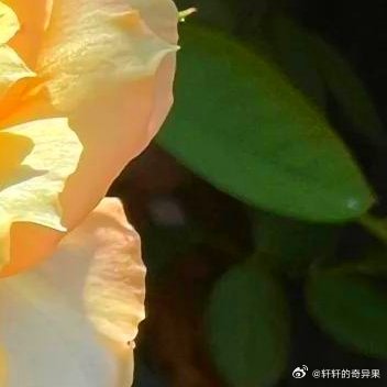 焦糖古董月季种植方法光照：每日≥6小时直射光。土壤：疏松透气为要，配方参考——