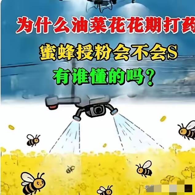 官方回应油菜喷药致蜂农损失惨重！在国际形势非常紧张的情况下。这事绝不简单！盛花