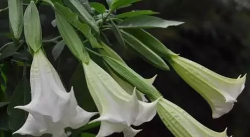 秋葵、曼陀罗你分得清吗? 容易中毒的10种野菜, 当心!