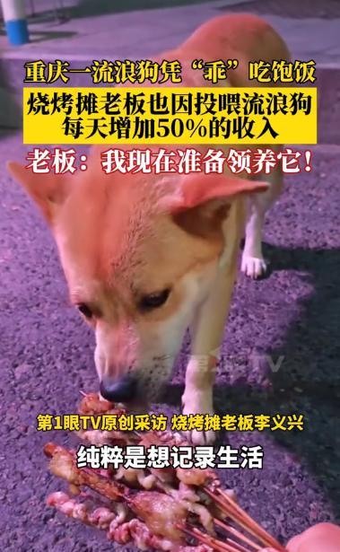 “活该老板发财！”重庆，一烧烤摊老板看到夜市周围有好几条流浪狗，但是其他的都凶巴