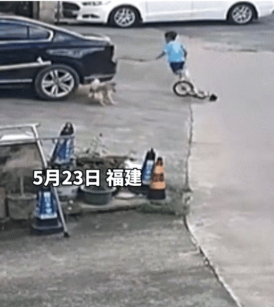 果然不出我所料，因为孩子被狗追着咬，爸爸把它扔到河里，狗肯定认为这个孩子的爸爸做