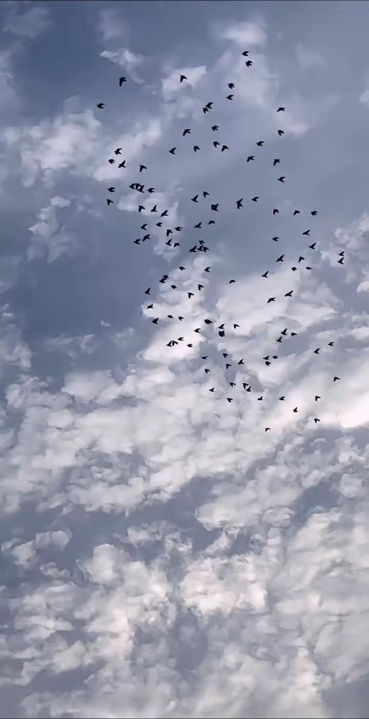 千万别和养鸽子的人做朋友，因为他们嘴里永远都没有一句实话。你要是问他养鸽子挣不挣