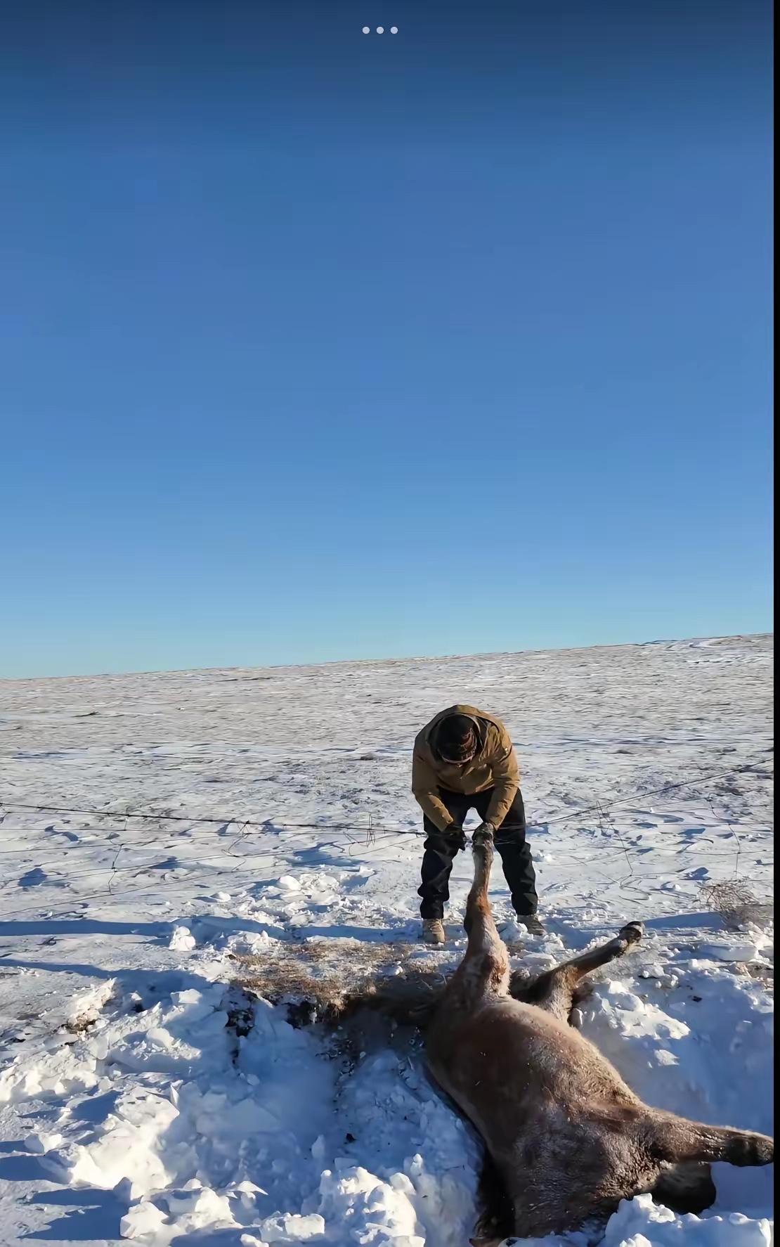 呼伦贝尔，一男子和朋友自驾游，忽然发现一匹马卧在路边雪堆里一动不动，本以为马是冻