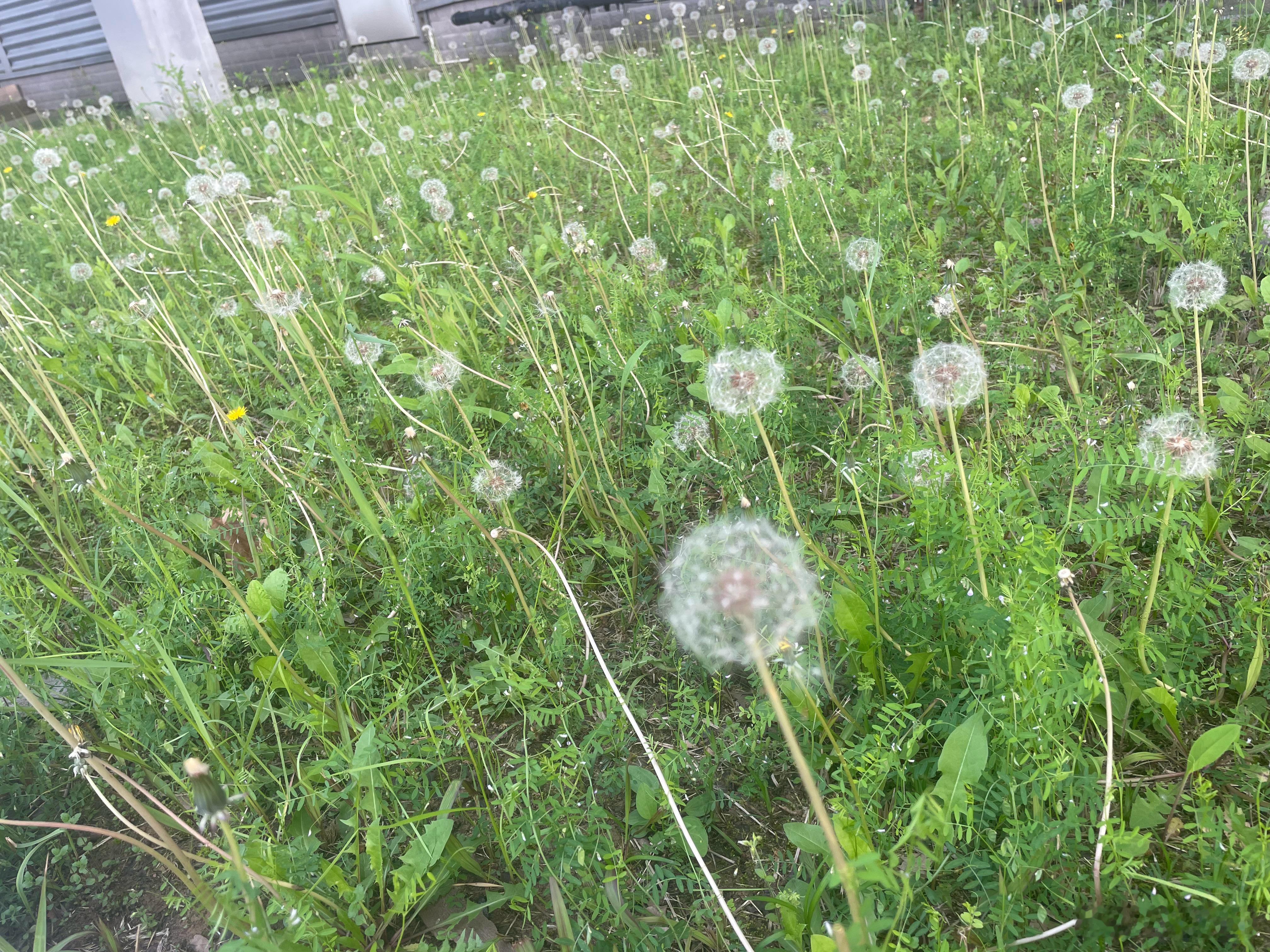 这是蒲公英种植园么