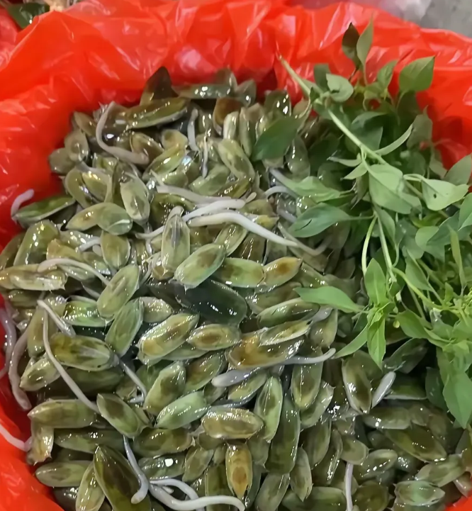 朋友从老家寄过来的特产，他说这个东西非常的美味，而且很有营养，我看了半天也不知道