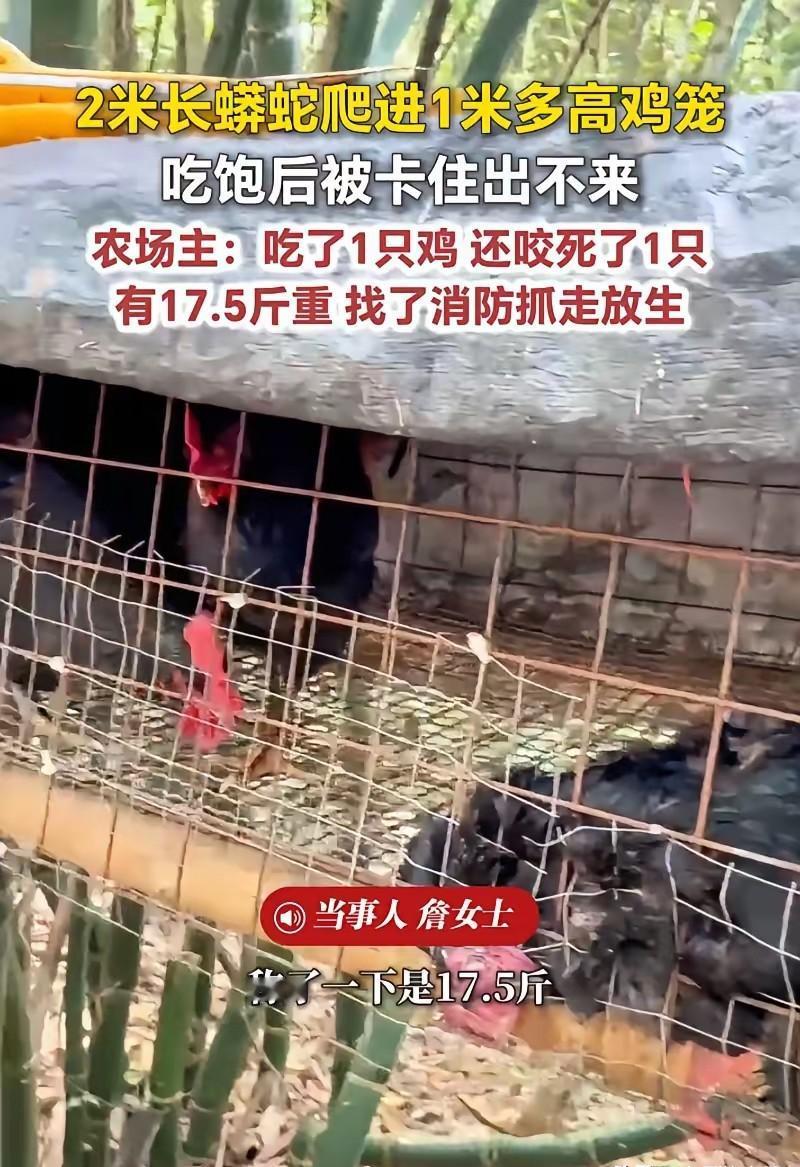 太可怕了！福建，一女子在上山搞养殖，早上来喂鸡时，一到地方就发现地上躺着一只鸡，