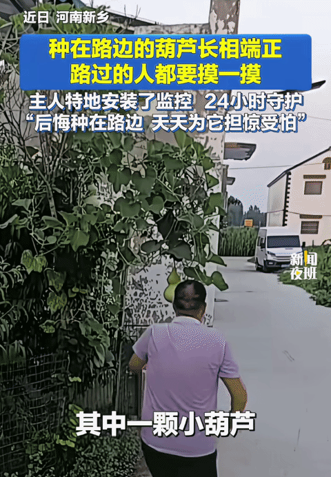 “笑不活了！”河南新乡，男子在路边种的葫芦结果了。没想到，小葫芦因长相端正，路过