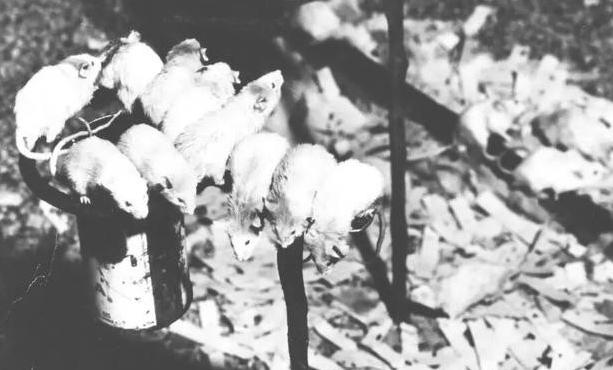 天堂实验的惊人真相：无限资源下，老鼠种群为何走向灭绝？