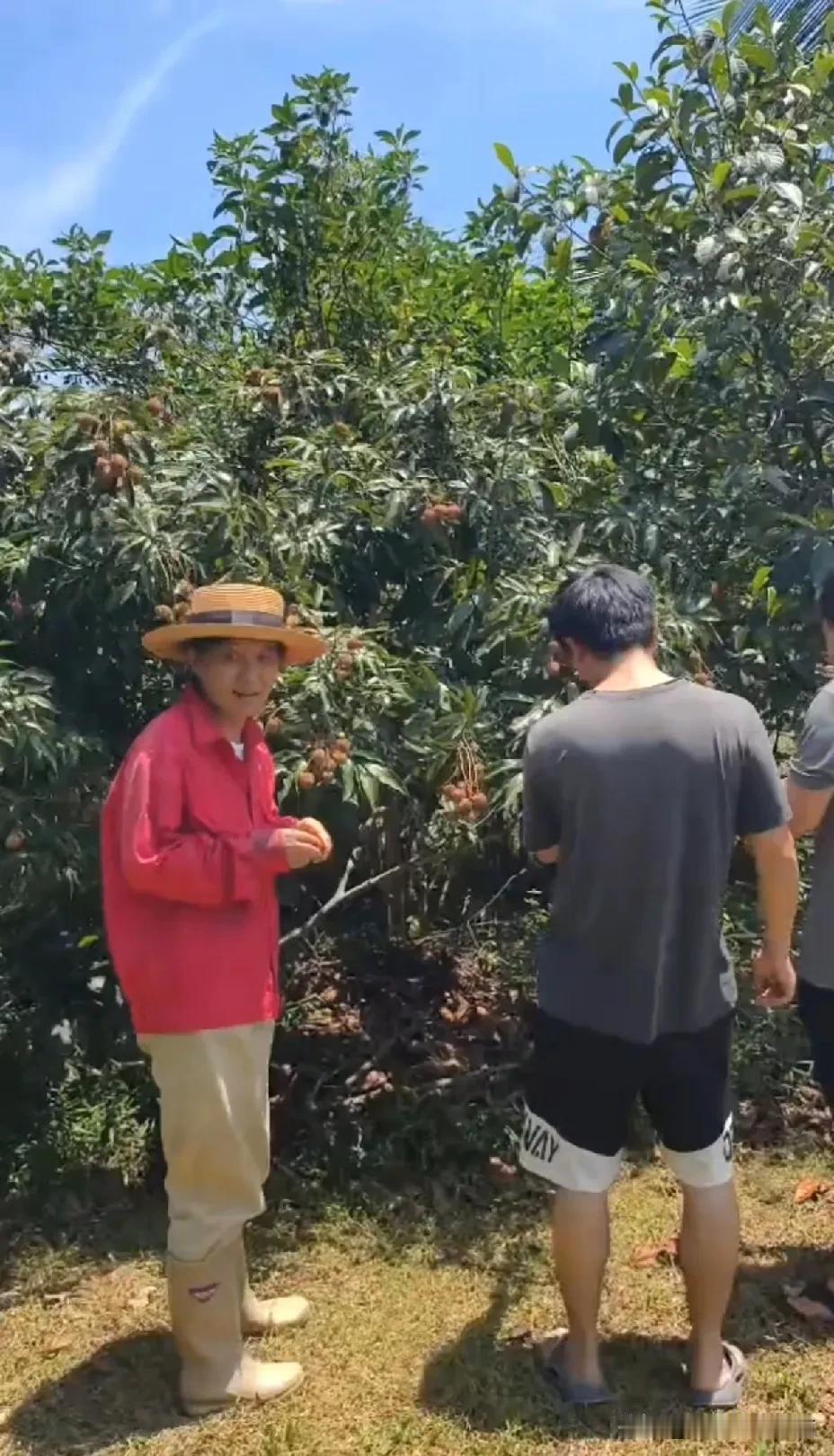 这就是我们海南租地田园生活的又一次惨痛的经历荔枝真的能烤干吗？这样的生荔枝适