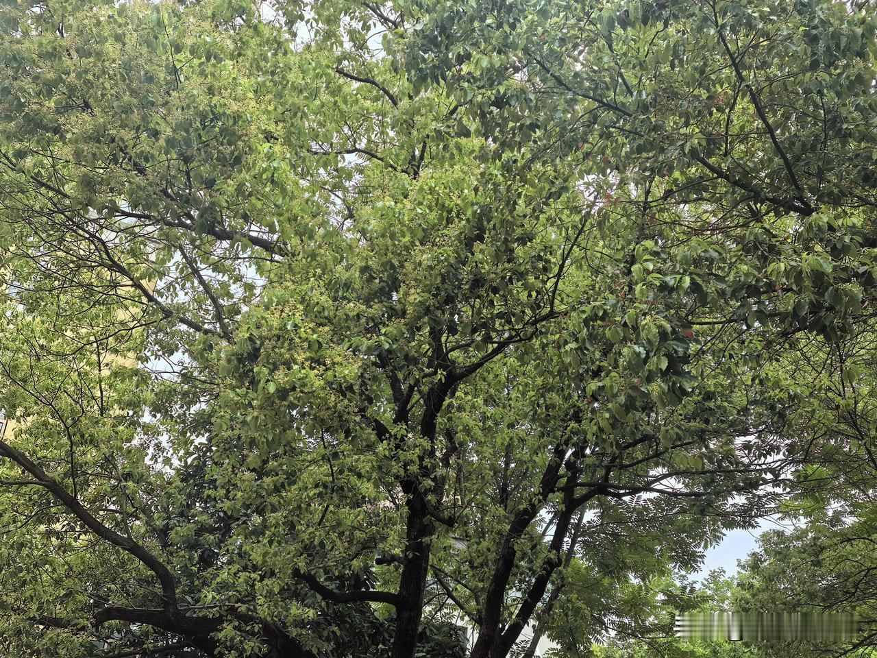 救儿子狗命被身边90后说的话逗笑了。她是地道的苏州姑娘，老公也是苏州土著