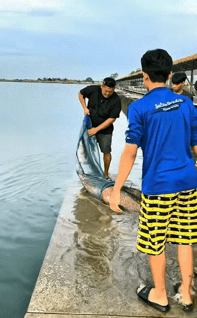 这是放生的什么鱼没见过啊。是不是外来入侵物种